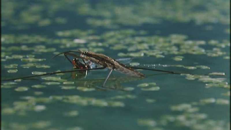 D:\Microcosmos\Pond Skater] [02/11] - 226.jpg (1/1) (Video Capture); DISPLAY FULL IMAGE.