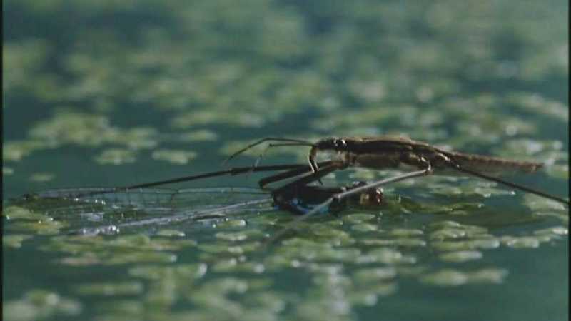 D:\Microcosmos\Pond Skater] [02/11] - 226.jpg (1/1) (Video Capture); DISPLAY FULL IMAGE.