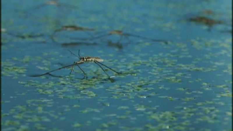 D:\Microcosmos\Pond Skater] [02/11] - 226.jpg (1/1) (Video Capture); DISPLAY FULL IMAGE.