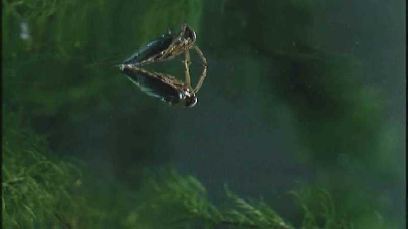 D:\Microcosmos\Notonect] [2/5] - 236.jpg (1/1) (Video Capture); DISPLAY FULL IMAGE.