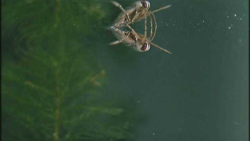 D:\Microcosmos\Notonect] [2/5] - 236.jpg (1/1) (Video Capture); DISPLAY FULL IMAGE.