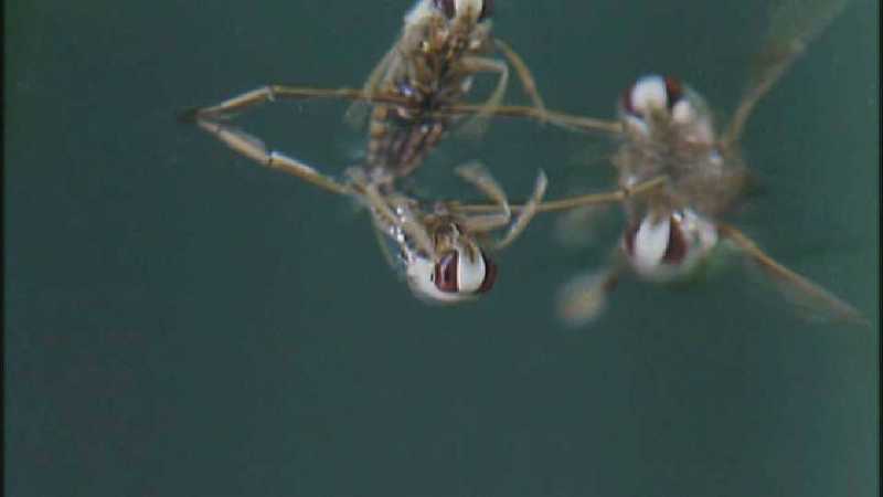 D:\Microcosmos\Notonect] [2/5] - 236.jpg (1/1) (Video Capture); DISPLAY FULL IMAGE.