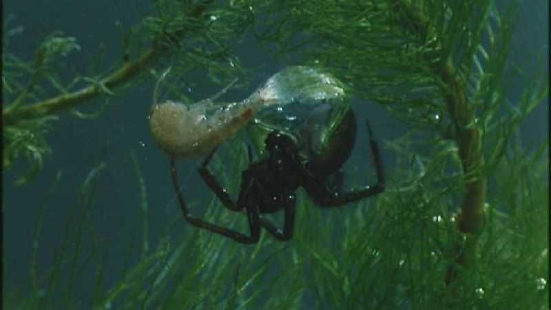 D:\Microcosmos\Water Spider] [2/9] - 240.jpg (1/1) (Video Capture); DISPLAY FULL IMAGE.