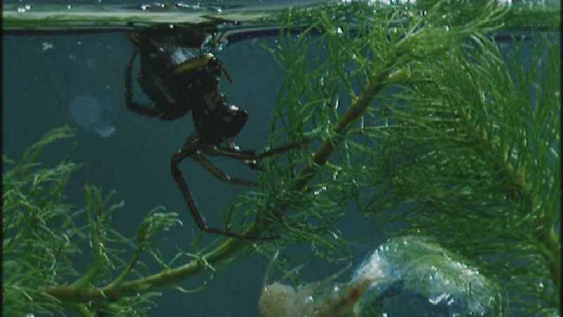 D:\Microcosmos\Water Spider] [3/9] - 241.jpg (1/1) (Video Capture); DISPLAY FULL IMAGE.