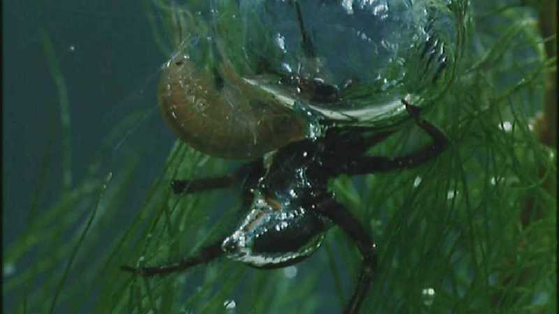 D:\Microcosmos\Water Spider] [6/9] - 244.jpg (1/1) (Video Capture); DISPLAY FULL IMAGE.