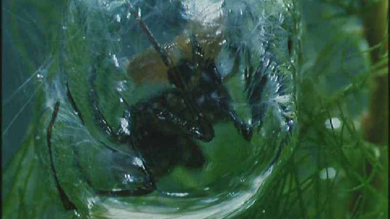 D:\Microcosmos\Water Spider] [9/9] - 247.jpg (1/1) (Video Capture); DISPLAY FULL IMAGE.