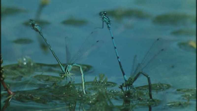 D:\Microcosmos\Dragonfly] [1/8] - 223.jpg (1/1) (Video Capture); DISPLAY FULL IMAGE.