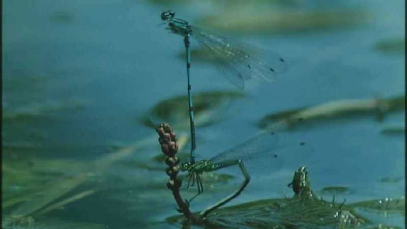 D:\Microcosmos\Dragonfly] [1/8] - 223.jpg (1/1) (Video Capture); DISPLAY FULL IMAGE.