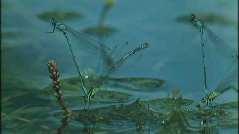 D:\Microcosmos\Dragonfly] [1/8] - 223.jpg (1/1) (Video Capture); DISPLAY FULL IMAGE.