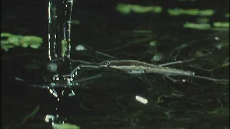 D:\Microcosmos\Dangerous Raindrops] [2/5] - 252.jpg (1/1) (Video Capture); DISPLAY FULL IMAGE.