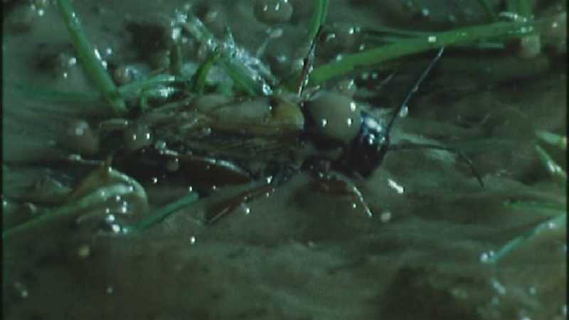 D:\Microcosmos\Dangerous Raindrops] [2/5] - 252.jpg (1/1) (Video Capture); DISPLAY FULL IMAGE.