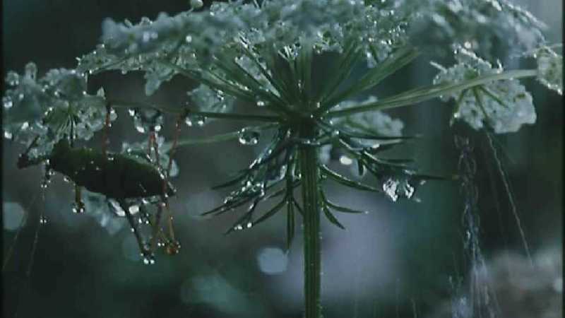 D:\Microcosmos\Dangerous Raindrops] [2/5] - 252.jpg (1/1) (Video Capture); DISPLAY FULL IMAGE.