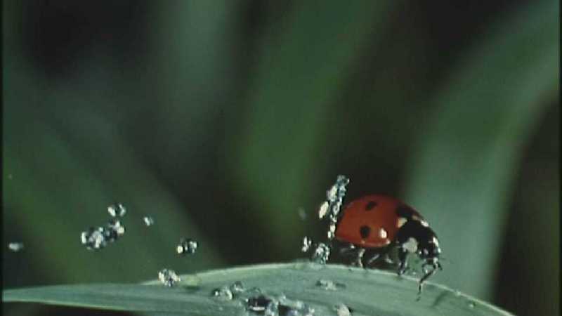 D:\Microcosmos\Dangerous Raindrops] [2/5] - 252.jpg (1/1) (Video Capture); DISPLAY FULL IMAGE.