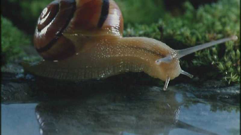 D:\Microcosmos\Garden Snails] [17/20] - 256.jpg (1/1) (Video Capture); DISPLAY FULL IMAGE.