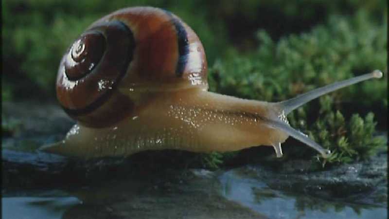 D:\Microcosmos\Garden Snails] [17/20] - 256.jpg (1/1) (Video Capture); DISPLAY FULL IMAGE.
