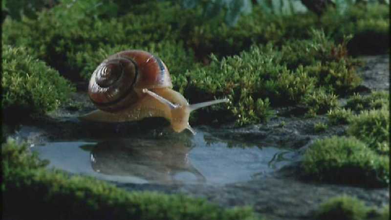 D:\Microcosmos\Garden Snails] [17/20] - 256.jpg (1/1) (Video Capture); DISPLAY FULL IMAGE.