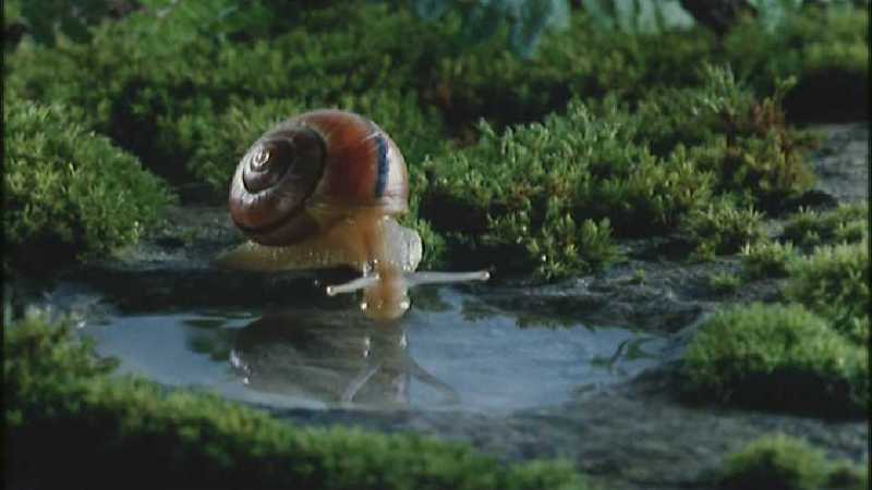 D:\Microcosmos\Garden Snails] [17/20] - 256.jpg (1/1) (Video Capture); DISPLAY FULL IMAGE.