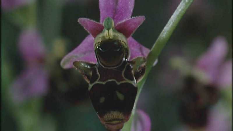 D:\Microcosmos\Ophrys Orchid] [2/6] - 263.jpg (1/1) (Video Capture); DISPLAY FULL IMAGE.