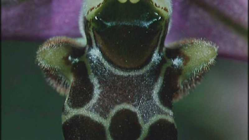 D:\Microcosmos\Ophrys Orchid] [2/6] - 263.jpg (1/1) (Video Capture); DISPLAY FULL IMAGE.