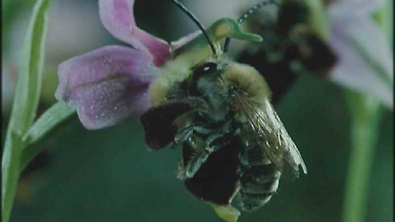 D:\Microcosmos\Ophrys Orchid] [2/6] - 263.jpg (1/1) (Video Capture); DISPLAY FULL IMAGE.