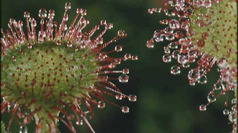 D:\Microcosmos\Drosera] [2/8] - 268.jpg (1/1) (Video Capture); DISPLAY FULL IMAGE.