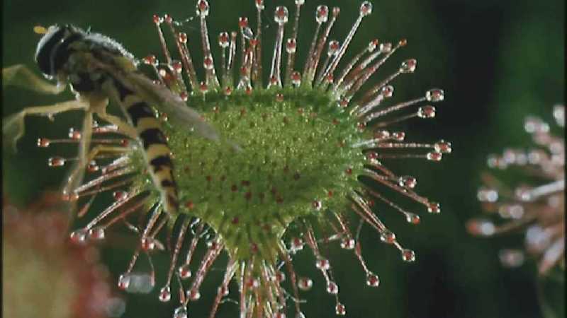 D:\Microcosmos\Drosera] [2/8] - 268.jpg (1/1) (Video Capture); DISPLAY FULL IMAGE.