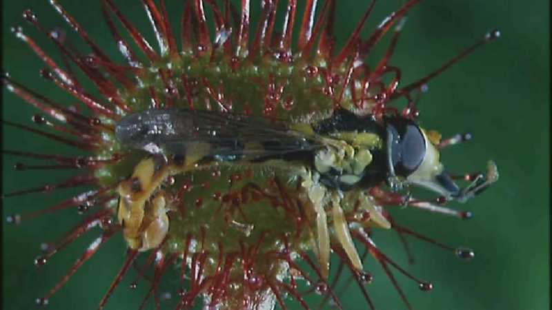 D:\Microcosmos\Drosera] [4/8] - 270.jpg (1/1) (Video Capture); DISPLAY FULL IMAGE.