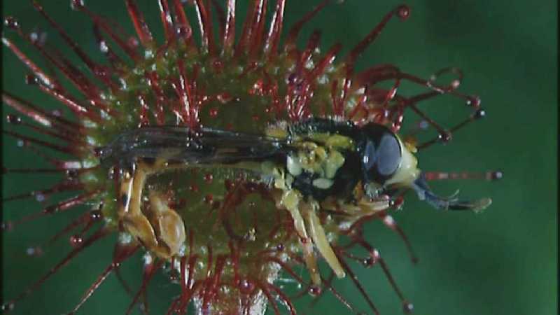 D:\Microcosmos\Drosera] [2/8] - 268.jpg (1/1) (Video Capture); DISPLAY FULL IMAGE.