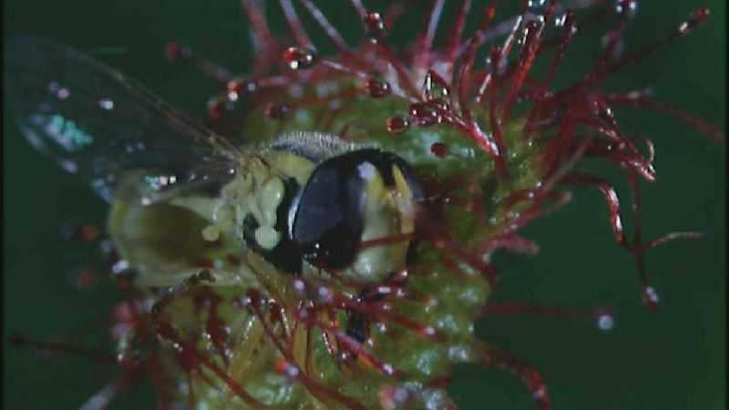 D:\Microcosmos\Drosera] [2/8] - 268.jpg (1/1) (Video Capture); DISPLAY FULL IMAGE.