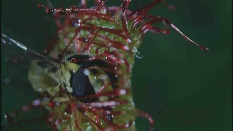 D:\Microcosmos\Drosera] [2/8] - 268.jpg (1/1) (Video Capture); DISPLAY FULL IMAGE.