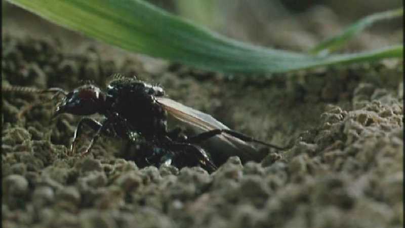 [Microcosmos\Termite]  - 275.jpg (Video Capture); DISPLAY FULL IMAGE.