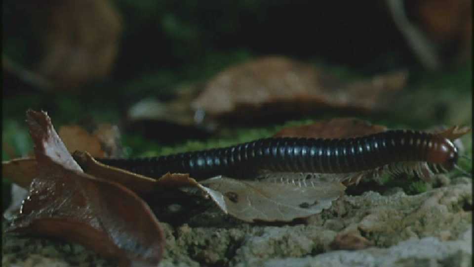 D:\Microcosmos\Millepede [1/1] - 276.jpg (1/1) (Video Capture); DISPLAY FULL IMAGE.
