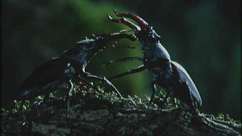 [Microcosmos - European Stag Beetle] [4/7] - 277.jpg (1/1) (Video Capture); DISPLAY FULL IMAGE.