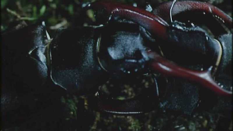 [Microcosmos - European Stag Beetle] [4/7] - 277.jpg (1/1) (Video Capture); DISPLAY FULL IMAGE.