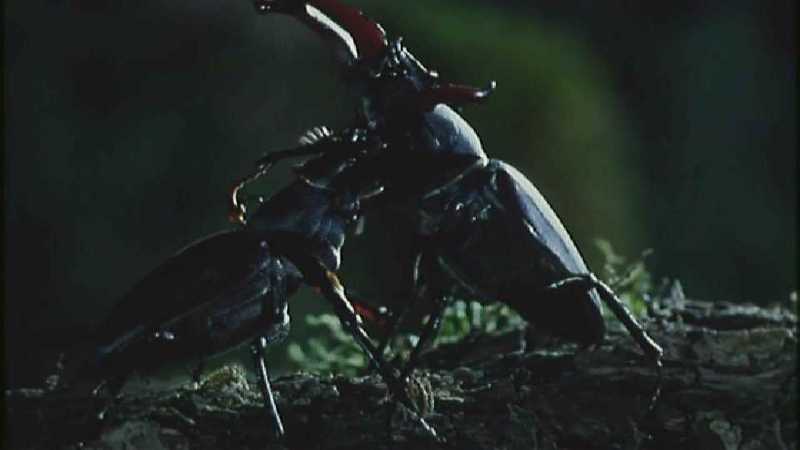 [Microcosmos - European Stag Beetle] [4/7] - 277.jpg (1/1) (Video Capture); DISPLAY FULL IMAGE.