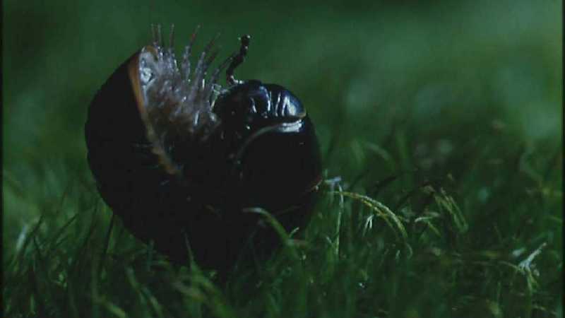 Microcosmos/Wood Louse] [5/8] - 284.jpg (1/1) (Video Capture); DISPLAY FULL IMAGE.