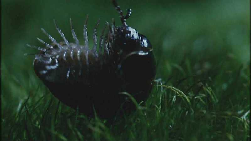 Microcosmos/Wood Louse] [6/8] - 285.jpg (1/1) (Video Capture); DISPLAY FULL IMAGE.