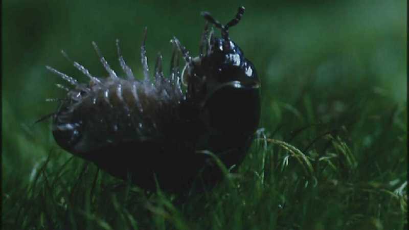 Microcosmos/Wood Louse] [7/8] - 286.jpg (1/1) (Video Capture); DISPLAY FULL IMAGE.