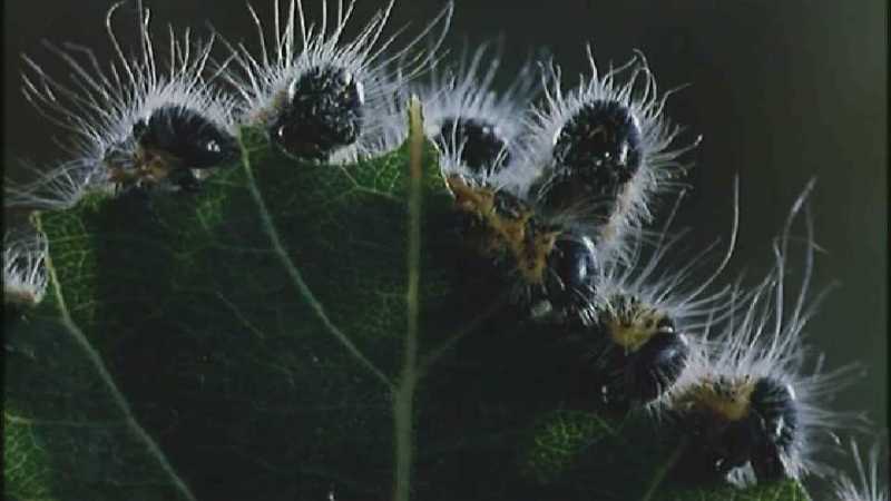 D:\Microcosmos\Larvae] [2/4] - 288.jpg (1/1) (Video Capture); DISPLAY FULL IMAGE.