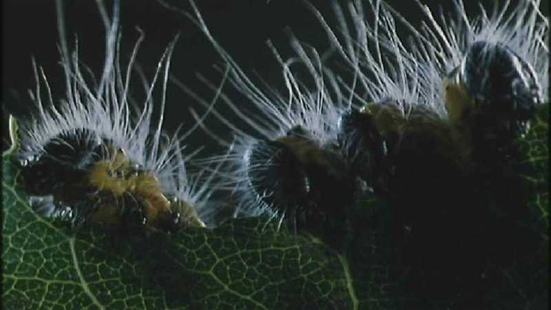 D:\Microcosmos\Larvae] [2/4] - 288.jpg (1/1) (Video Capture); DISPLAY FULL IMAGE.