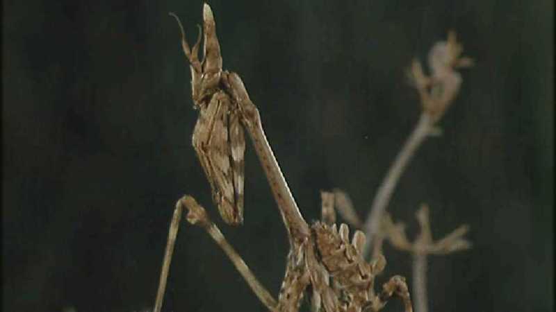 D:\Microcosmos\Mantis [6/6] - 291.jpg (1/1) (Video Capture); DISPLAY FULL IMAGE.