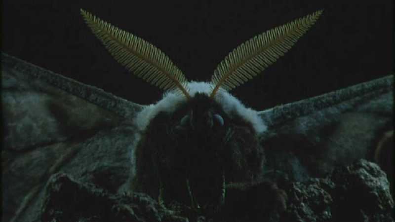 D:\Microcosmos\Moth's Flight] [01/13] - 292.jpg (1/1) (Video Capture); DISPLAY FULL IMAGE.