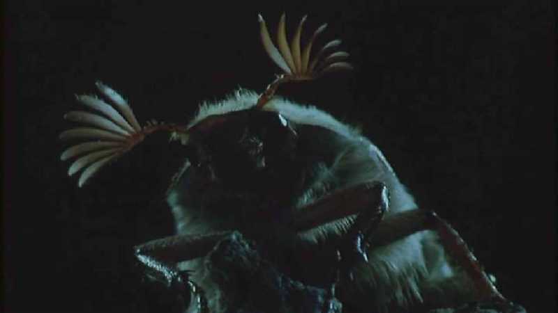 D:\Microcosmos\King Gold-beetle [2/5] - 293.jpg (1/1) (Video Capture); DISPLAY FULL IMAGE.