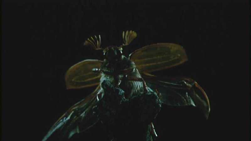 D:\Microcosmos\King Gold-beetle [2/5] - 293.jpg (1/1) (Video Capture); DISPLAY FULL IMAGE.