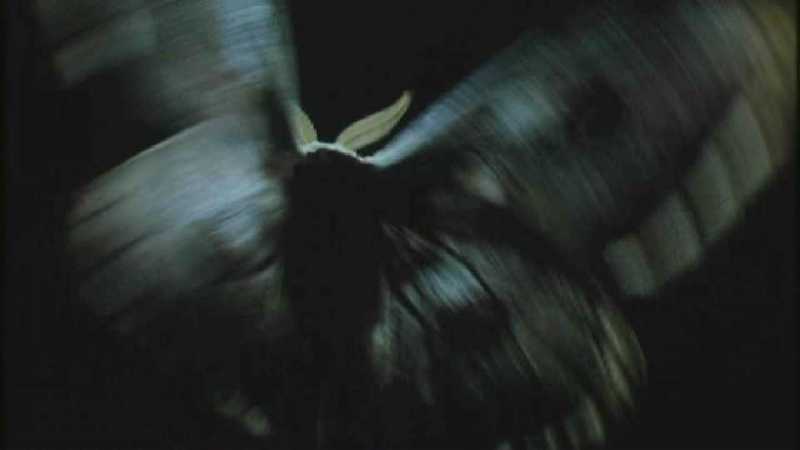 D:\Microcosmos\Moth's Flight] [01/13] - 292.jpg (1/1) (Video Capture); DISPLAY FULL IMAGE.