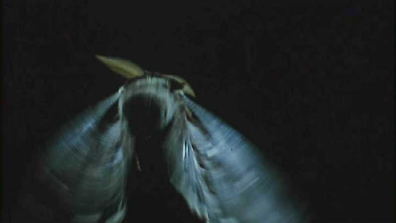 D:\Microcosmos\Moth's Flight] [01/13] - 292.jpg (1/1) (Video Capture); DISPLAY FULL IMAGE.