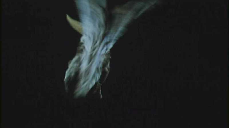 D:\Microcosmos\Moth's Flight] [01/13] - 292.jpg (1/1) (Video Capture); DISPLAY FULL IMAGE.