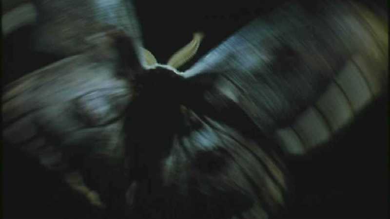 D:\Microcosmos\Moth's Flight] [01/13] - 292.jpg (1/1) (Video Capture); DISPLAY FULL IMAGE.
