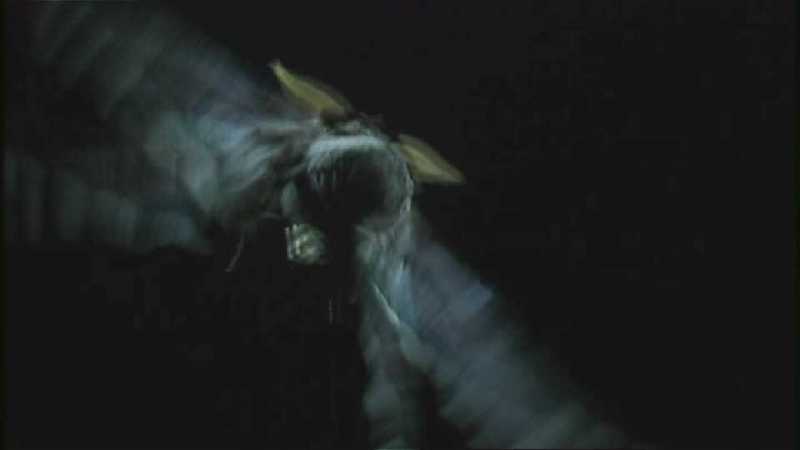 D:\Microcosmos\Moth's Flight] [01/13] - 292.jpg (1/1) (Video Capture); DISPLAY FULL IMAGE.