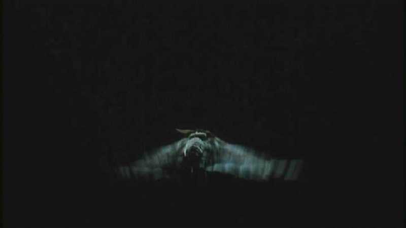 D:\Microcosmos\Moth's Flight] [01/13] - 292.jpg (1/1) (Video Capture); DISPLAY FULL IMAGE.